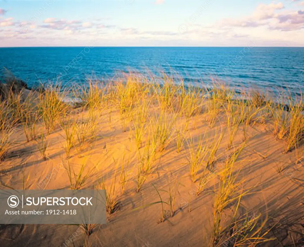 Dune grasses and ocean  Cape Cod National Seashore  Massachusetts
