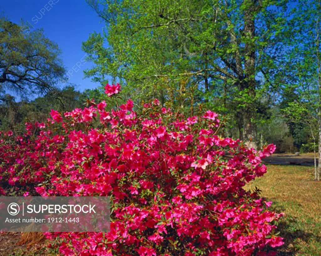 Spring Azalea Blooms in Morning Light   Gulf Islands National Seashore  Gulf of Mexico  Mississippi