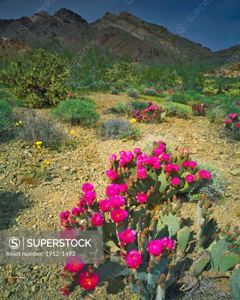 Spring Pricklypear Cactus at Nelson Ghost Town  Silver  Gold  Lead Mining Town  Lake Mead National Recreation Area   Nevada