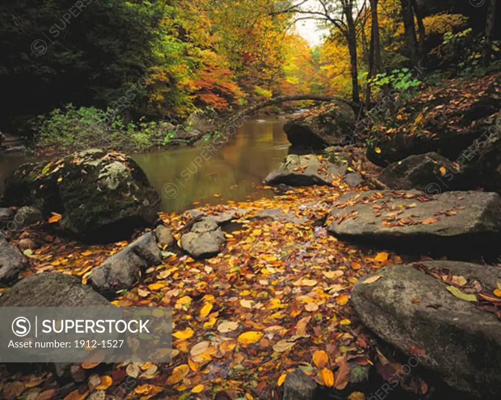 Autumn Leaves  Ken Lockwood Gorge State Preserve  New Jersey
