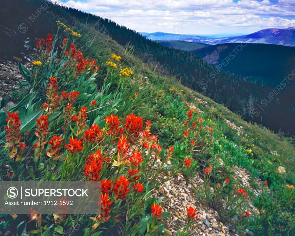 Indian Paintbrush Blooms in Summer  Wheeler Peak Wilderness  Sangre De Cristo Mountains  Carson National Forest  New Mexico