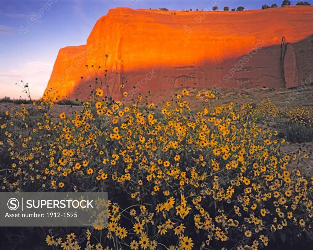 Sunflowers and sandstone cliffs  Red Rock State Park  New Mexico