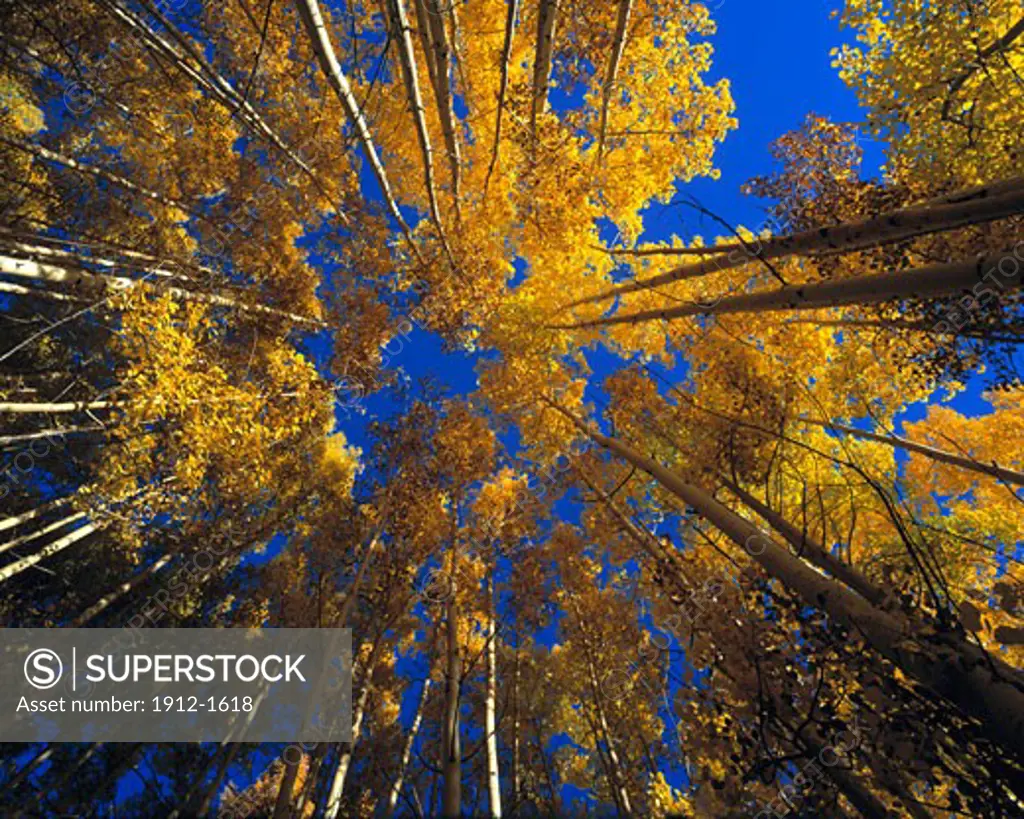 Aspens on Mangas Mountain  Cibola National Forest  New Mexico