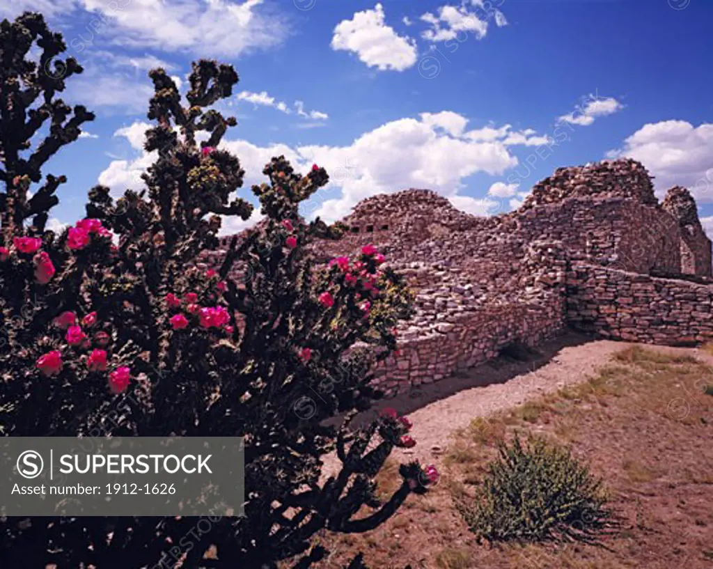 Cholla blooms  Gran Quivira  Salinas Pueblo Missions National Monument  New Mexico