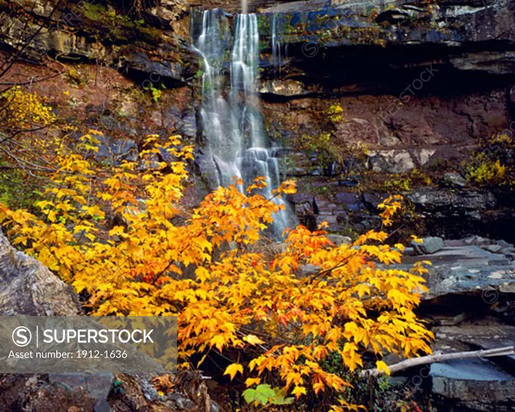 Autumn at Kaaterskill Falls  Catskill Forest Preserve  Catskill Mountains  New York