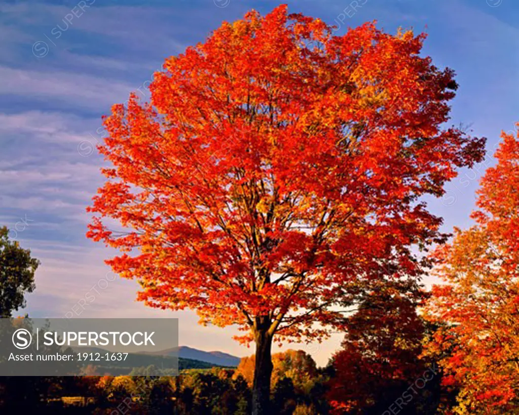 Sugar Maple  Catskill Mountains in Autumn  Seen from Shawangunk Mountains  New York