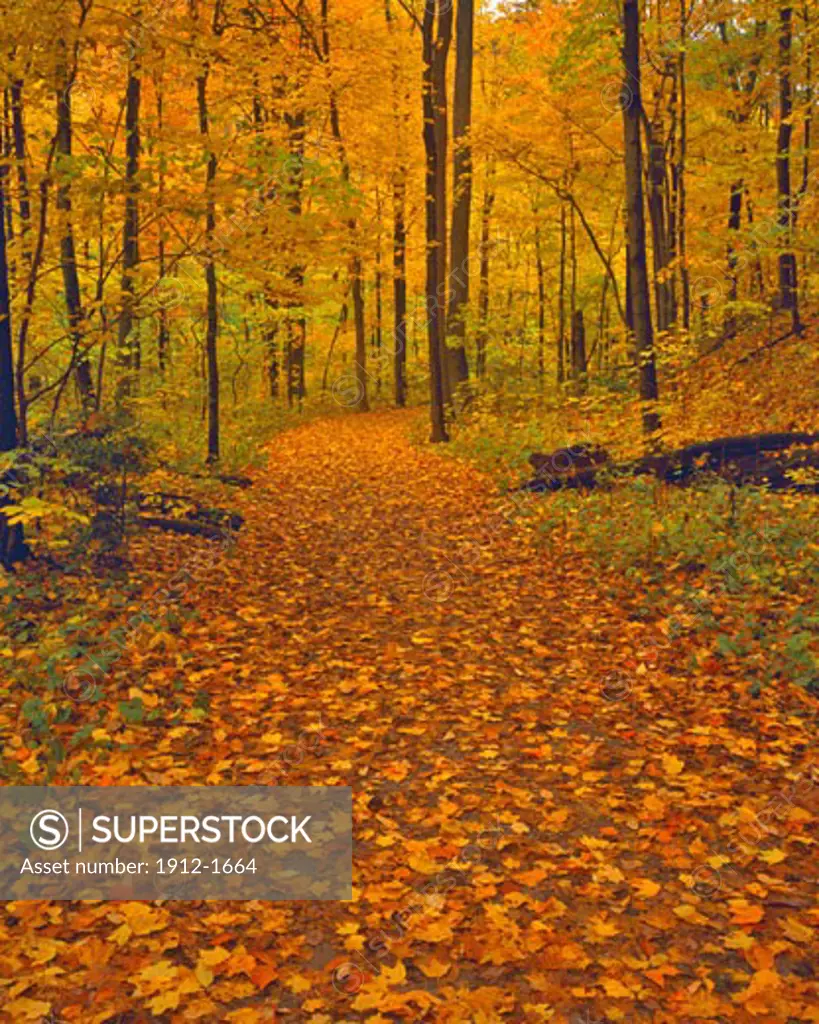 Forest Path in Fall  Sharon Woods Gorge State Scenic Nature Preserve  Near Cincinnati  Ohio