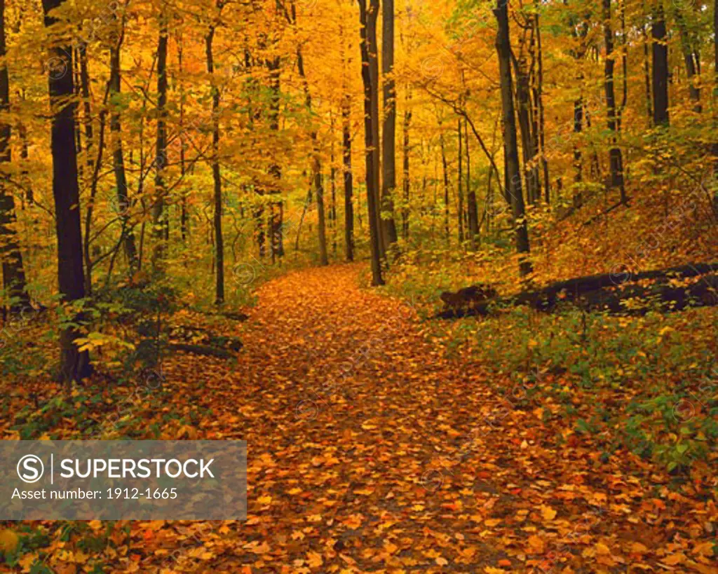 Forest Path in Fall  Sharon Woods Gorge State Scenic Nature Preserve  Near Cincinnati  Ohio