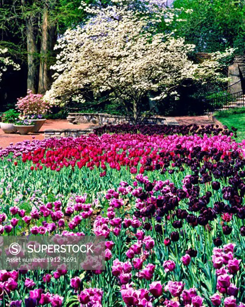 Spring Tulips at the Historic Longwood Gardens on the Du Pont Estate  Pennsylvania