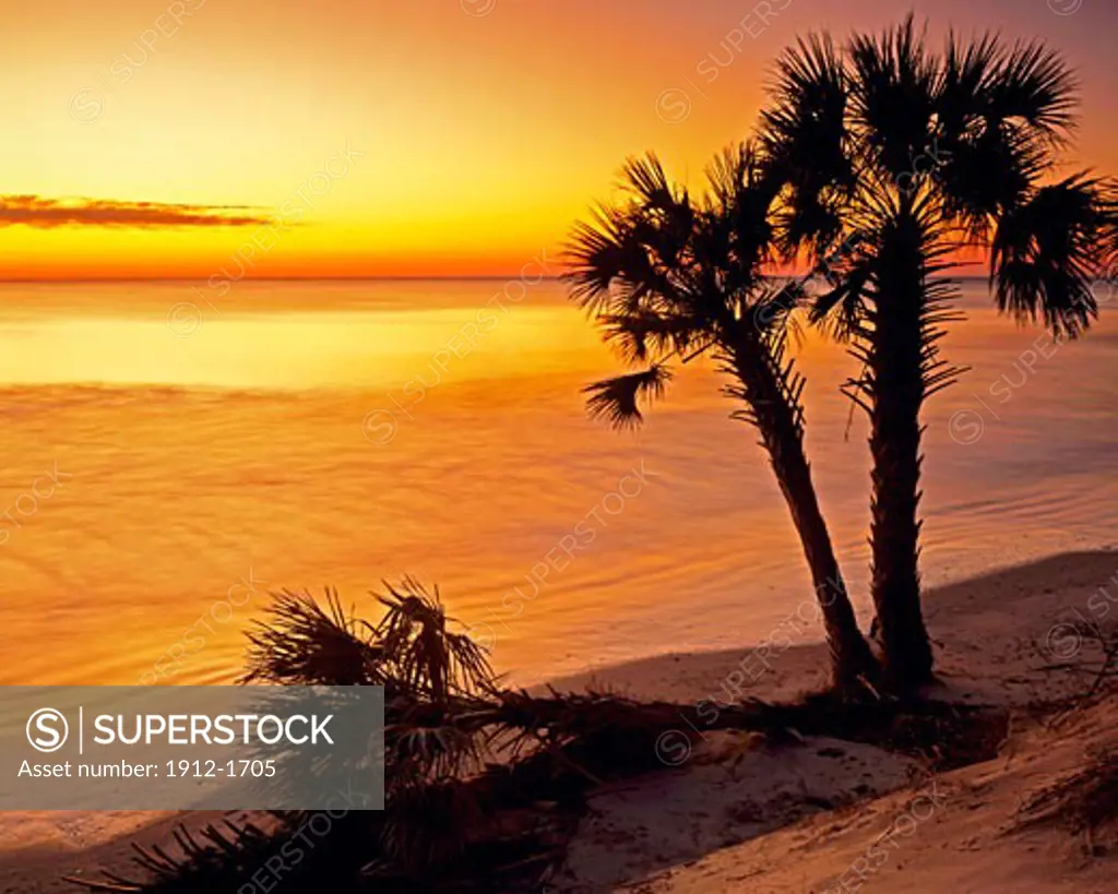 Palms on Atlantic Coast at Sunrise  Barrier Island  Hunting Island State Park  South Carolina