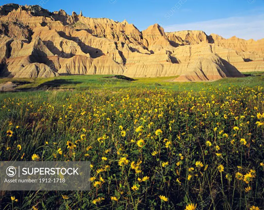 Sunflowers and Badlands  Badlands National Park  South Dakota