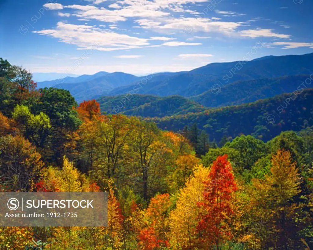 First Fall Colors  Great Smoky Mountains National Park  Southern Appalachians  Newfound Gap  North Carolina