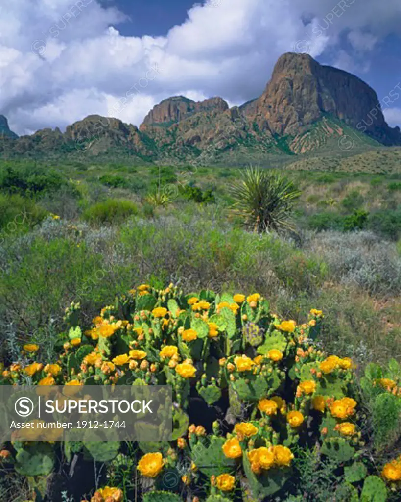 Clouds over Chisos Mountains  Prickly Pear Cactus on a Spring Morning  Big Bend National Park  Rio Grande River  Chihuahuan Desert  Texas