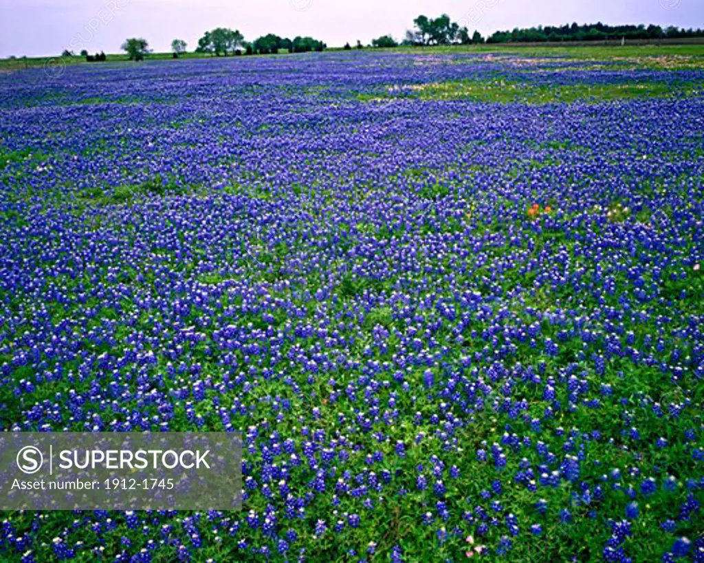 Texas Bluebonnets  Lyndon B Johnson State Park  Historic Site  Texas