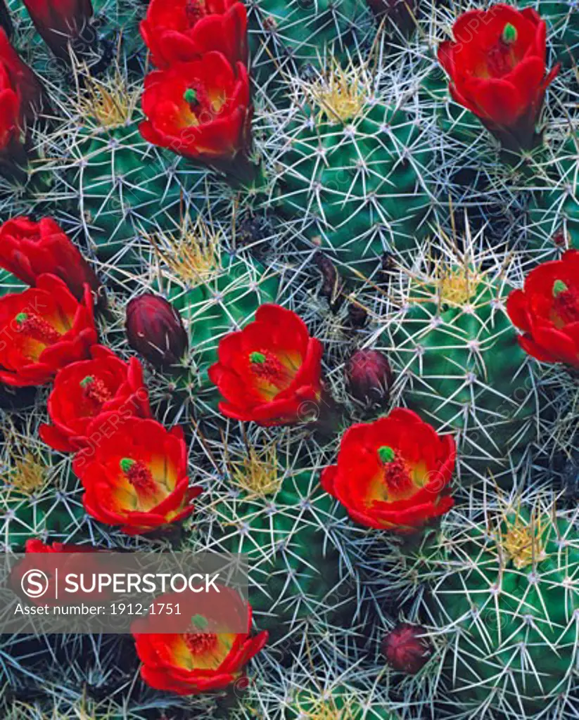 Claret Cup Cactus in Bloom  Arches National Park  Utah