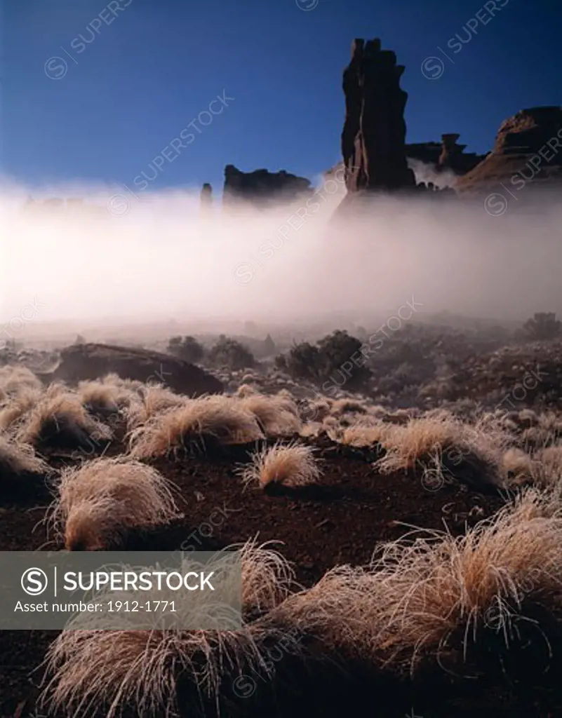 Iced Grasses  Fog  Arches National Park  Utah