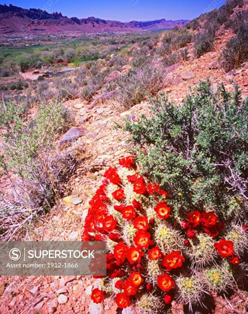 Claret Cup Cactus Spring Blooms and Moab Valley  near Moab  Utah
