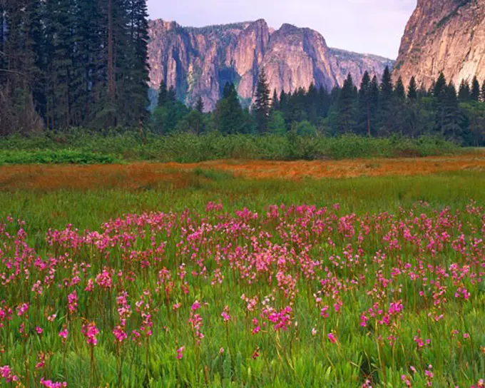 Shooting Star Flowers  Yosemite Valley in June  Yosemite National Park  Sierra Nevada Mountains  California