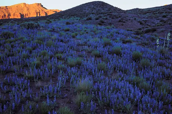 Lupine Field in Spring  Fisher Towers  Proposed La Sal Waters Wilderness  Utah