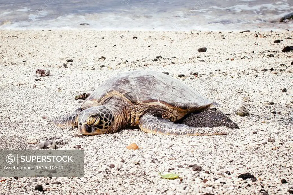 Sea Turtle resting at the Beach at Pu'uhonua o Honaunau National Historical Park, Big Island, Hawaii