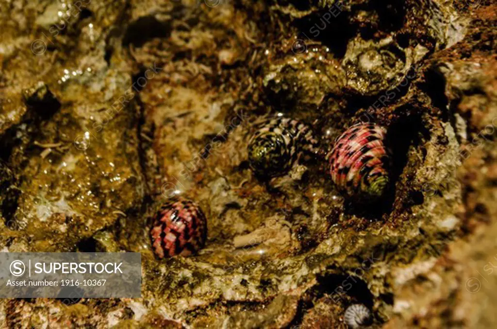 Group of snails with live colors, close to the coast of san andres island