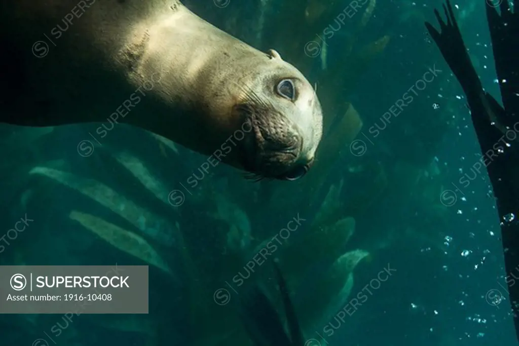 On Anacapa Island, a California sea lion (Zalophus californianus) swam by as a group of them played with some snorkelers and scuba divers on Thursday, August 18, 2011.