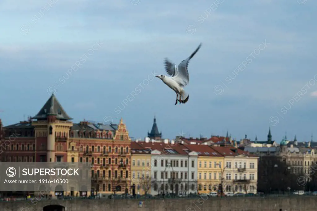 Several seagulls fly around the Charles Bridge . The Charles Bridge  is the oldest bridge in Prague , Vltava river and through the Old Town to the Lesser Town .