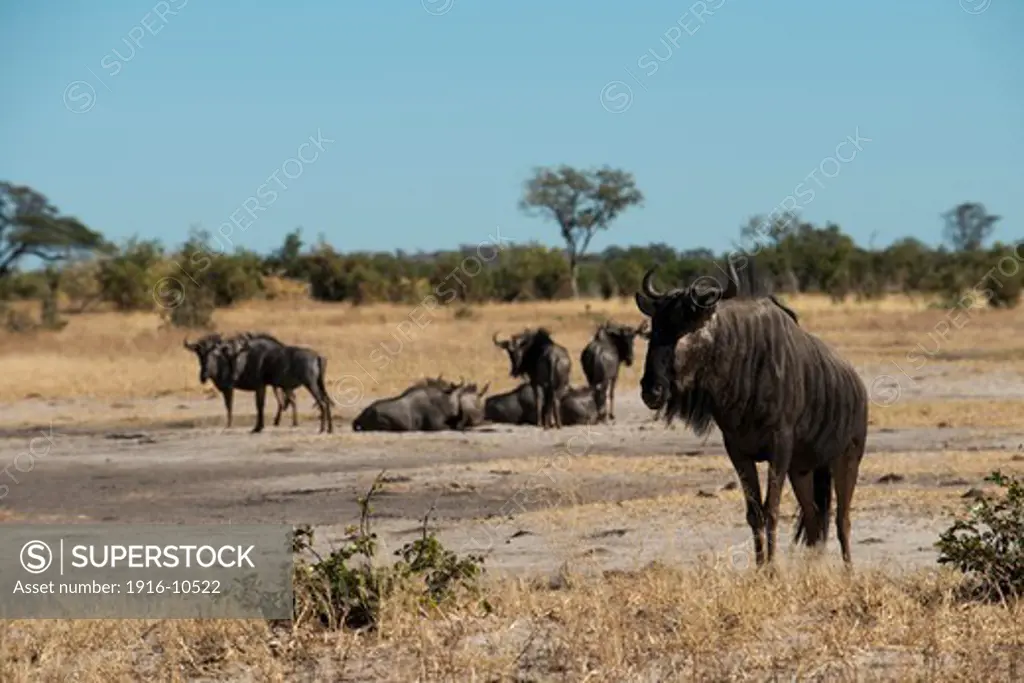 Some wildebeest scamper near the camp Savute Elephant Camp by Orient Express in Botswna in Chobe National Park .