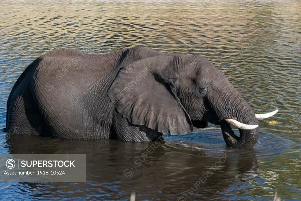 An elephant out of the water at a waterhole near the Savute Elephant Camp by Orient Express in Botswana in the Chobe National Park .