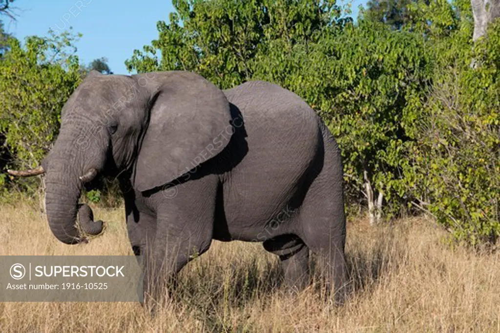 A copy of adult elephant walks near Savute Elephant Camp by Orient Express in Botswna in Chobe National Park .