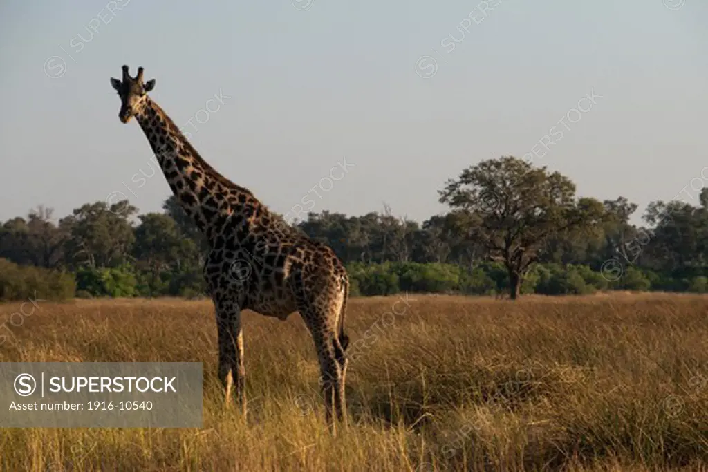 Several giraffes drinking water at a waterhole near the camp Savute Elephant Camp by Orient Express in Botswna in Chobe National Park . The giraffe is one of the two living species of African Giraffe family, along with the okapi.