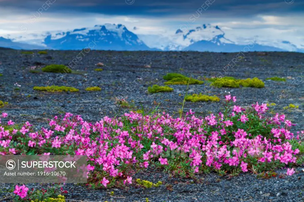 Dwarf Fireweed or River Beauty Willowherb (Chamerion latifolium) in volcanic ground. Iceland.