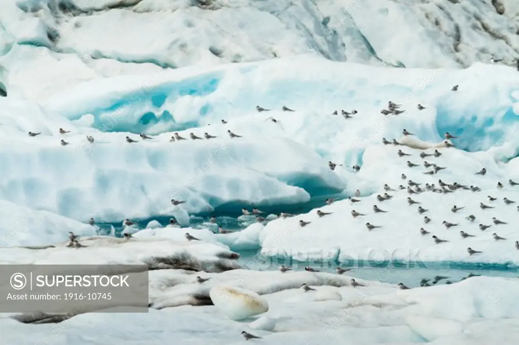 Arctic tern flock on ice (Sterna paradisaea). Jokulsarlon glacial lake. Vatnajokull National Park. Iceland.