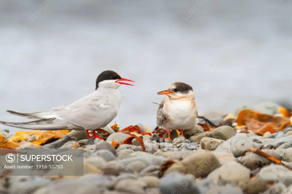 Arctic tern (Sterna paradisaea). Vatnsnes peninsula. Iceland.