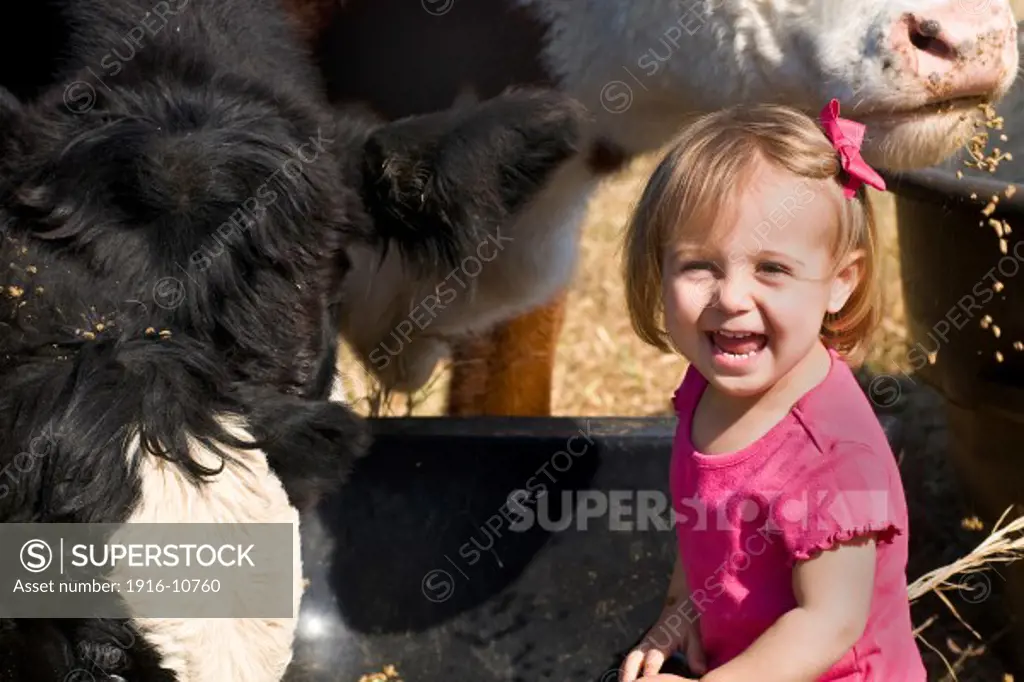 Three cows, an Angus, a Hereford, and an Angus x Hereford cross eat out of a trough on a farm. The daughter of the cows' owner pets, feeds, and plays with them while they eat