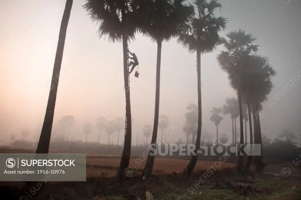 Palm tree farmers work early in the morning to get the salvia to after that boil the liquid to transform in a kind of beer or in some cases in sugar at Ka Myaw Gyi in the outskirts of Dawei, Myanmar on Sunday, 26, Jan. 2014.