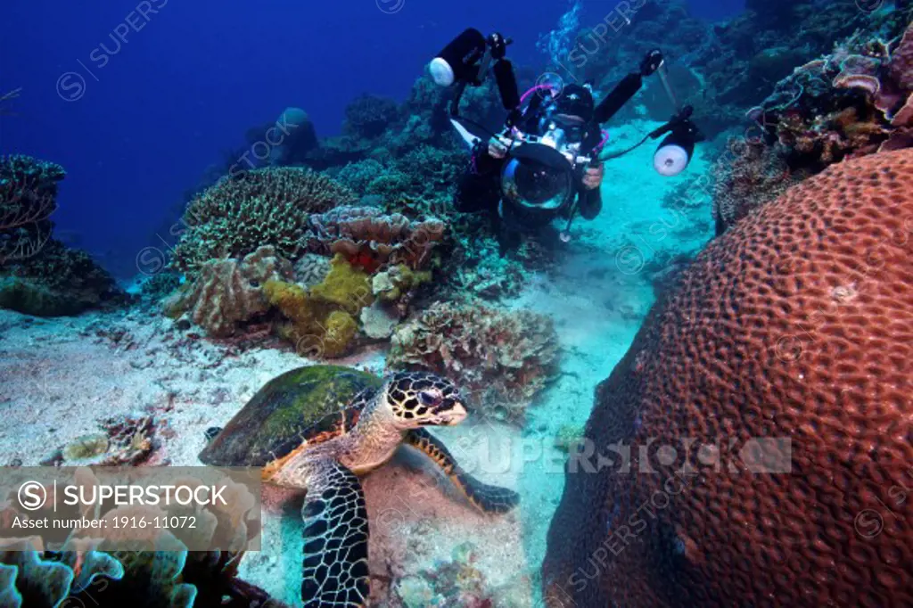 An underwater photographer getting a shot of a feeding hawksbill turtle (Eretmochelys imbricata) at Apo Island, Philippines.
