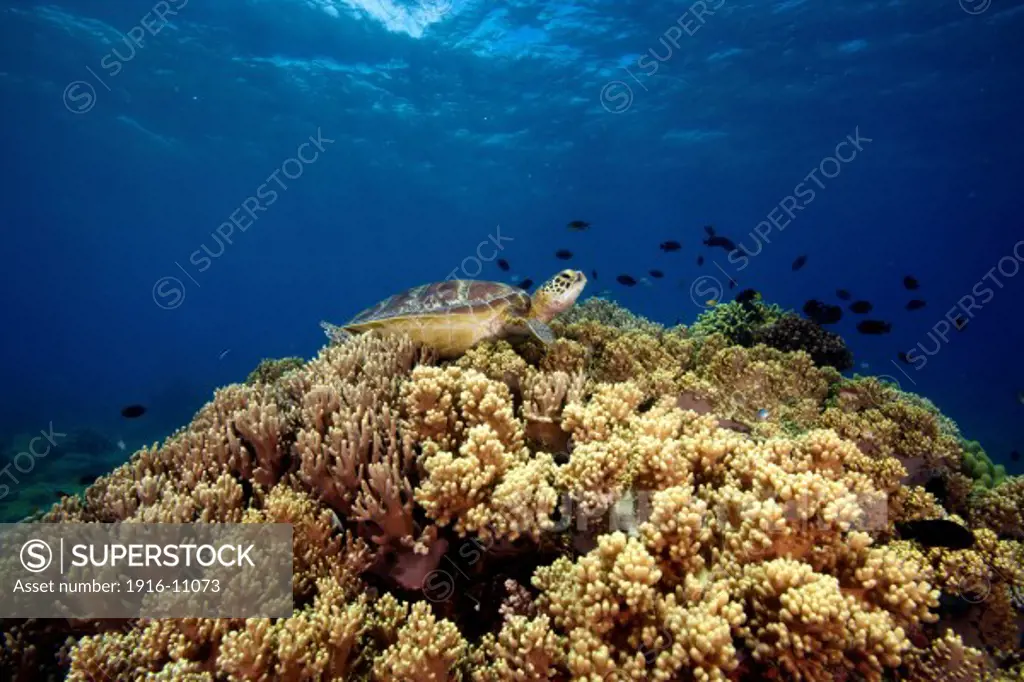 A green sea turtle (Chelonia mydas) resting on the coral gardens of Apo Island, Philippines.