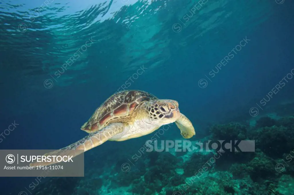 A green sea turtle (Chelonia mydas) swimming in the shallows of Apo Island, Philippines.