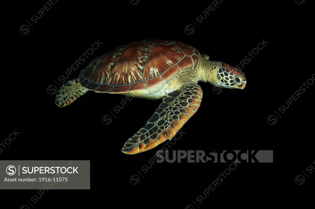 A green sea turtle (Chelonia mydas) swimming at night in Apo Island, Philippines.
