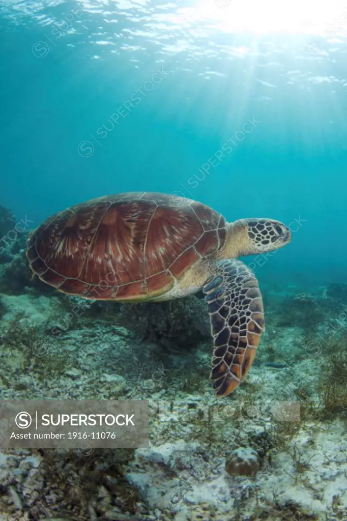 Green sea turtle (Chelonia mydas) swimming at Apo Island, Philippines.