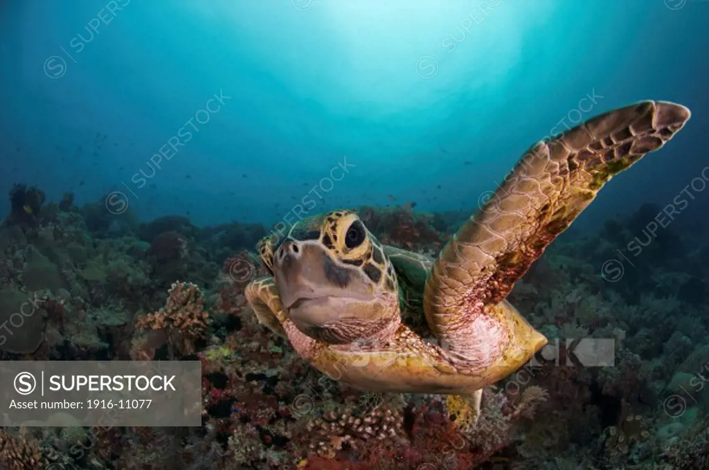A green sea turtle (Chelonia mydas) swimming in Tubbataha, Philippines.