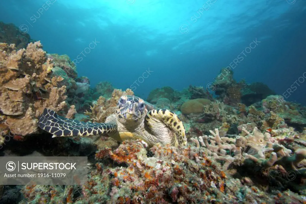 A critically endangered hawksbill turtle (Eretmochelys imbricata) on a coral reef in Southern Leyte, Philippines
