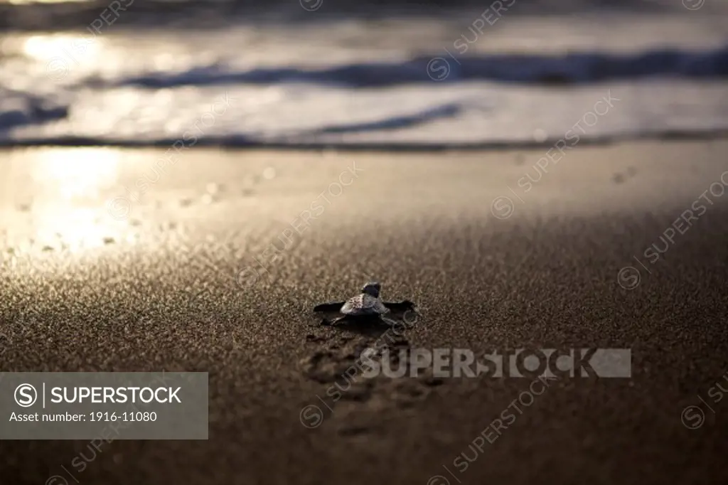 Hawksbill turtle (Eretmochelys imbricata) hatchlings making their way to the sea for the first time on Dimakya Island, Palawan, Philippines