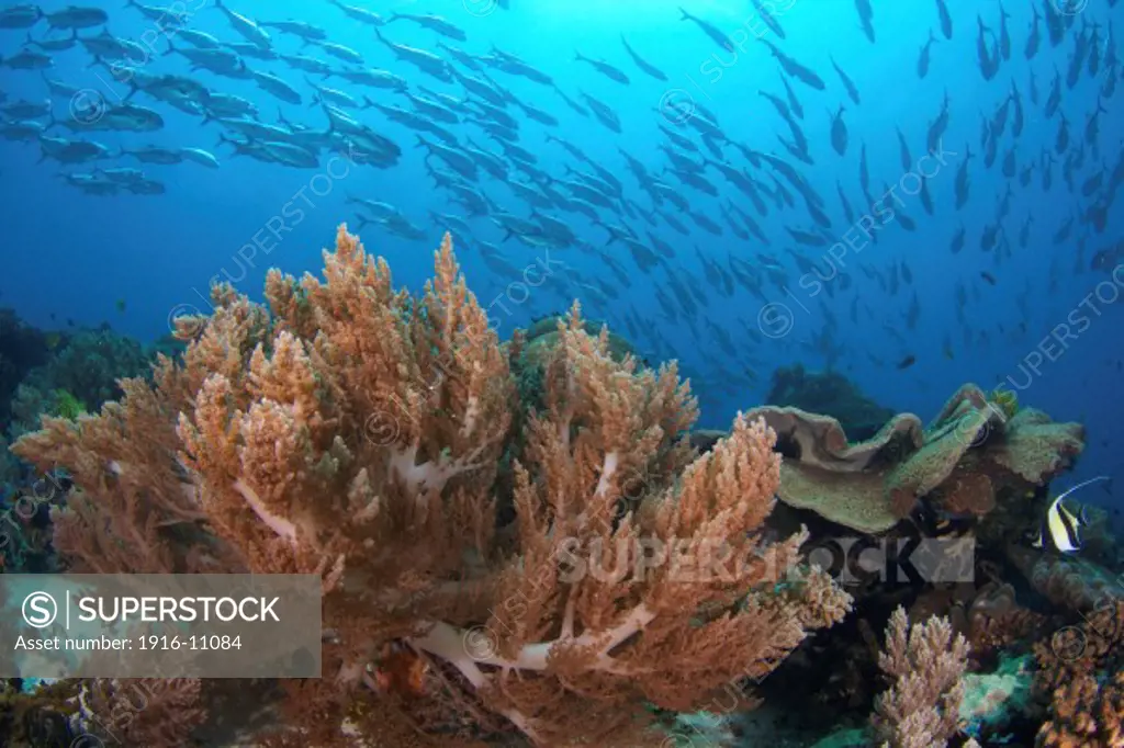 Coral reef and school of bigeye trevally (Caranx sexfasciatus) at Apo Island, Philippines.