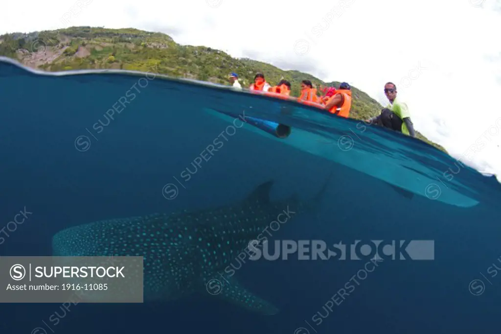 A whale shark (Rhincodon typus) passing underneath a fisherman and his boat in Oslob, Cebu, Philippines. Many tourist flock to this area to catch a glimpse of the biggest fish in the world.