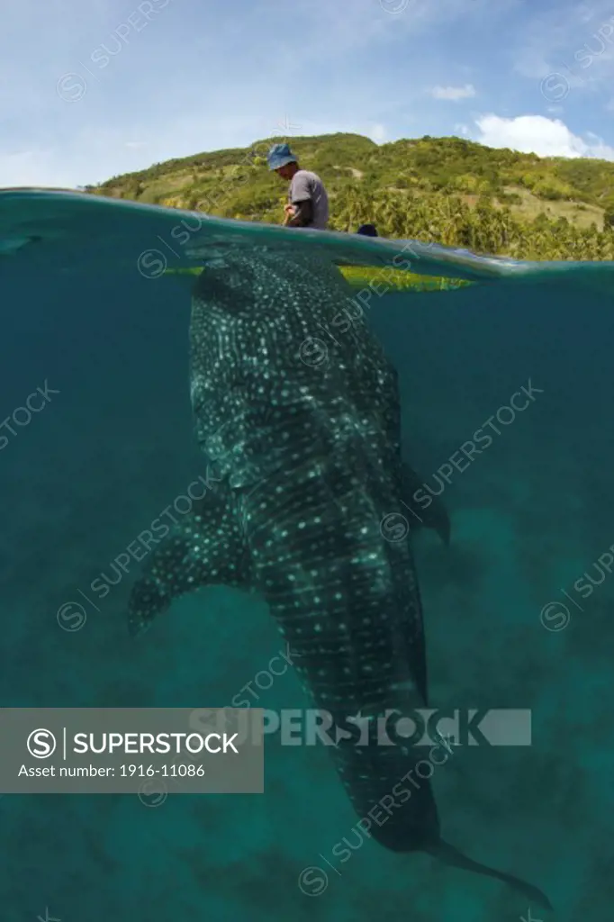 A whale shark (Rhincodon types) feeds underneath a fisherman's boat. In Oslob, Philippines, fishermen have made this practice into a controversial tourist attraction since late 2011.