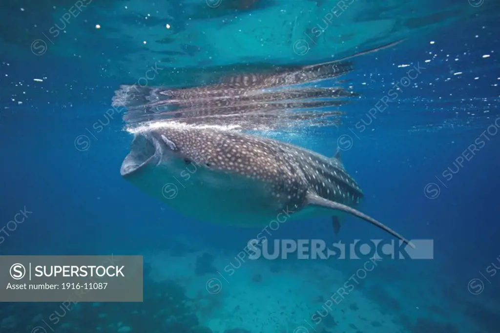 A whale shark (Rhincodon typus) feeding in the Bohol Sea, Philippines. The waters in this region are rich with marine life and whale sharks are a common sight. Although whale sharks are the biggest fish in the world, they mainly feed on plankton.