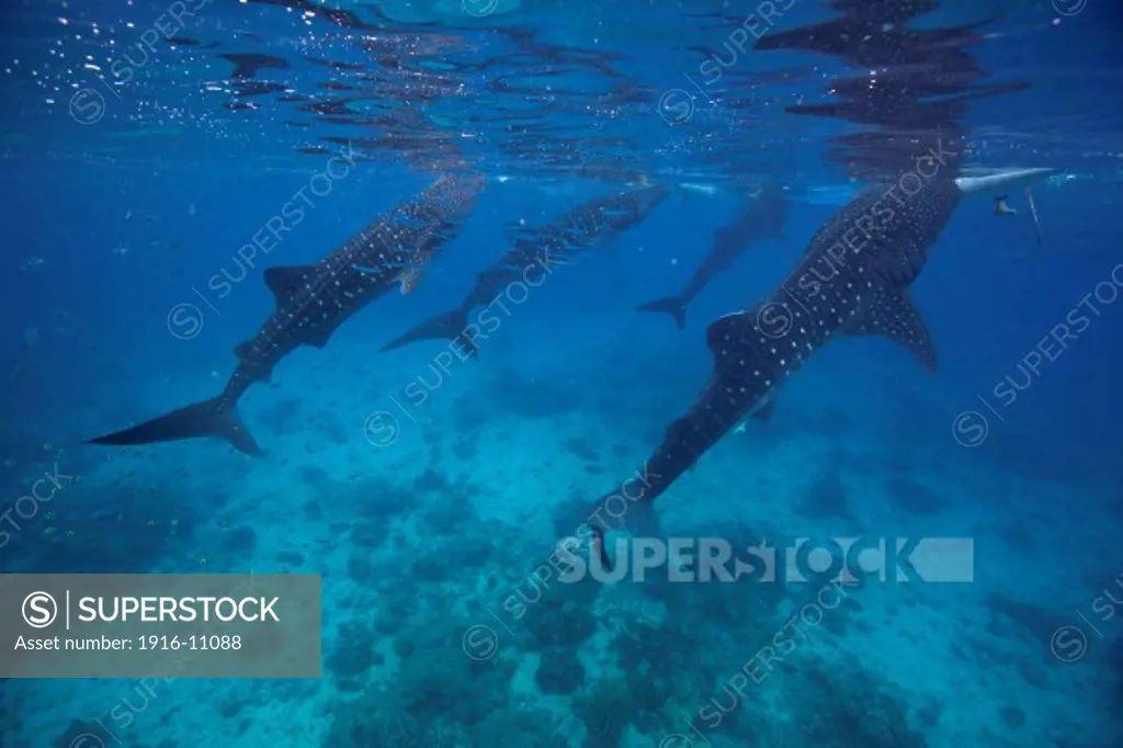 Whale sharks (Rhincodon types) feeding underneath fishing boats in Oslob, Philippines. The fishermen here feed the sharks, this controversial practice is now a major tourist attraction.