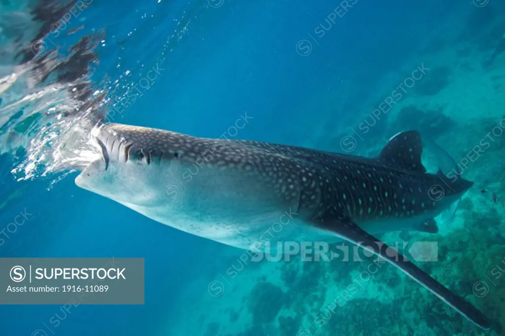 A whale shark (Rhincodon types) with propeller cuts on its head feeds in the waters of Oslob, Philippines